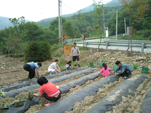 2010 주말농장 썸네일